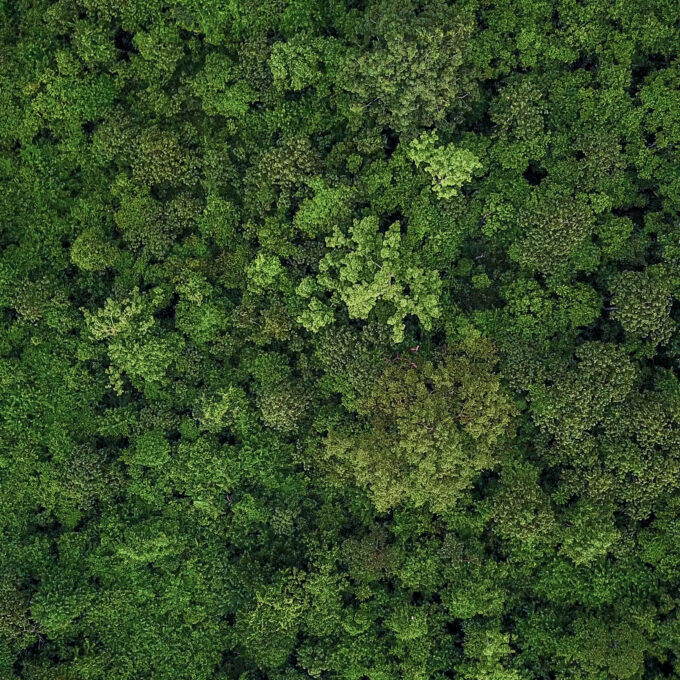 Ein grüner Wald von oben