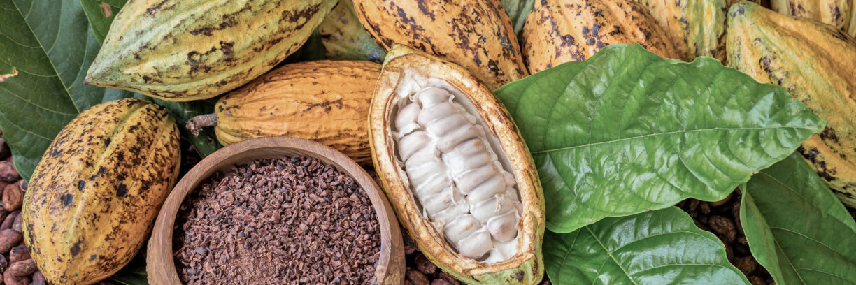 Kakaopflanzen und Kakaobohnen