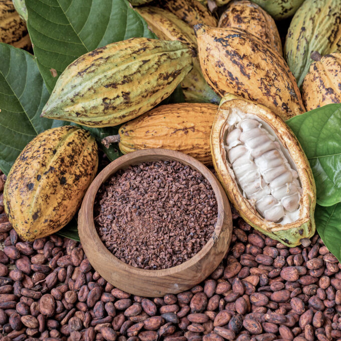 Kakaopflanzen und Kakaobohnen